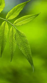 一键下片 老司机看片都用它
