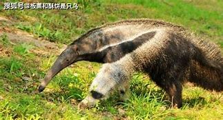 干掉穿山甲ad app下载