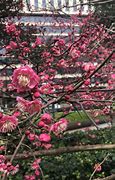 核新同花顺安卓版 安卓 炒股软件